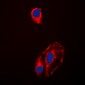 Anti-HSP90 beta (pS254) Antibody